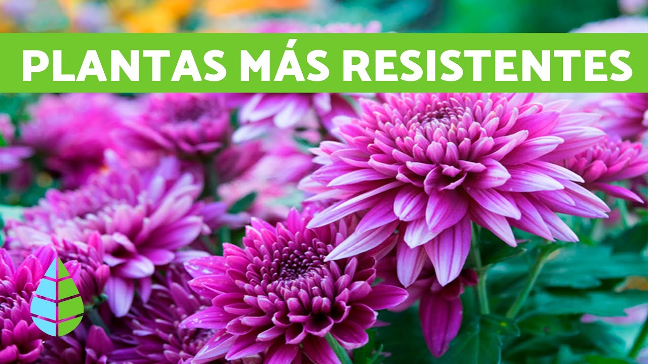 plantas de exterior resistentes al frío y calor para macetas