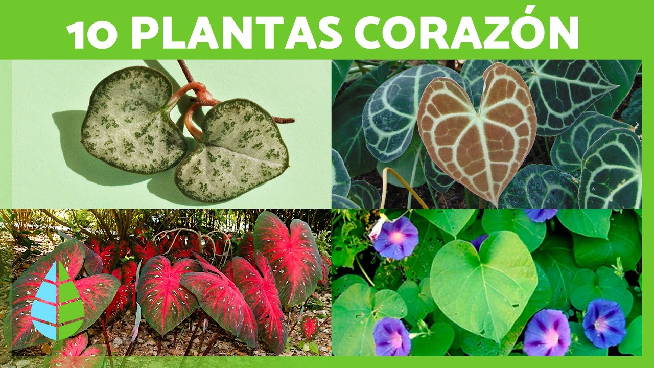 plantas de hoja verde y blanca
