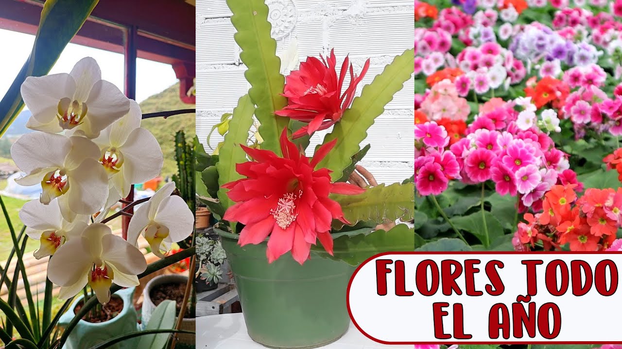 plantas de interior con flor todo el año