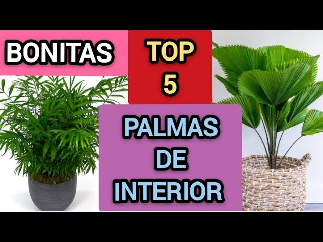 plantas de interior tipo palmera fotos