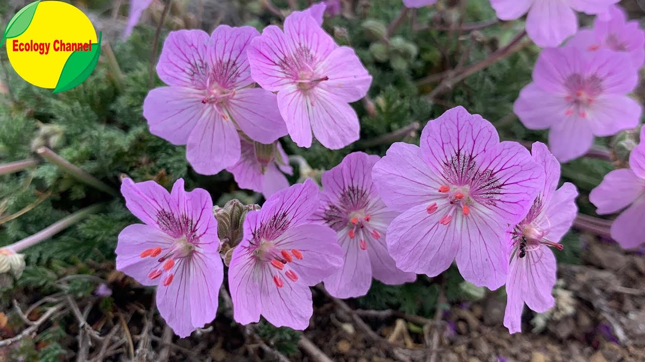 plantas en peligro de extincion en españa