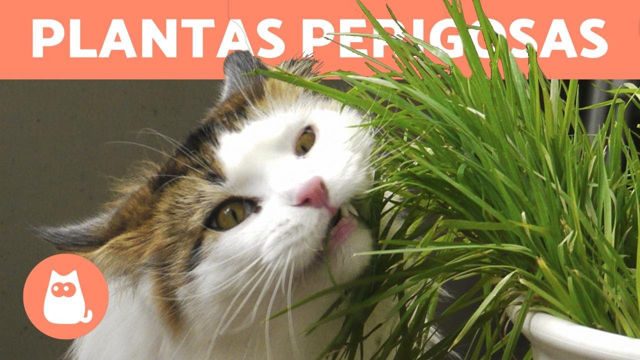 plantas exterior no tóxicas para gatos