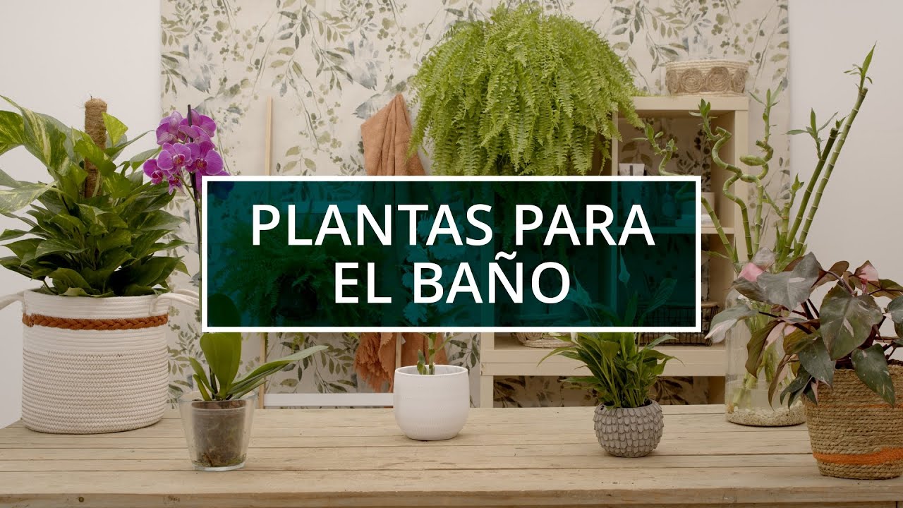 plantas para el baño sin luz