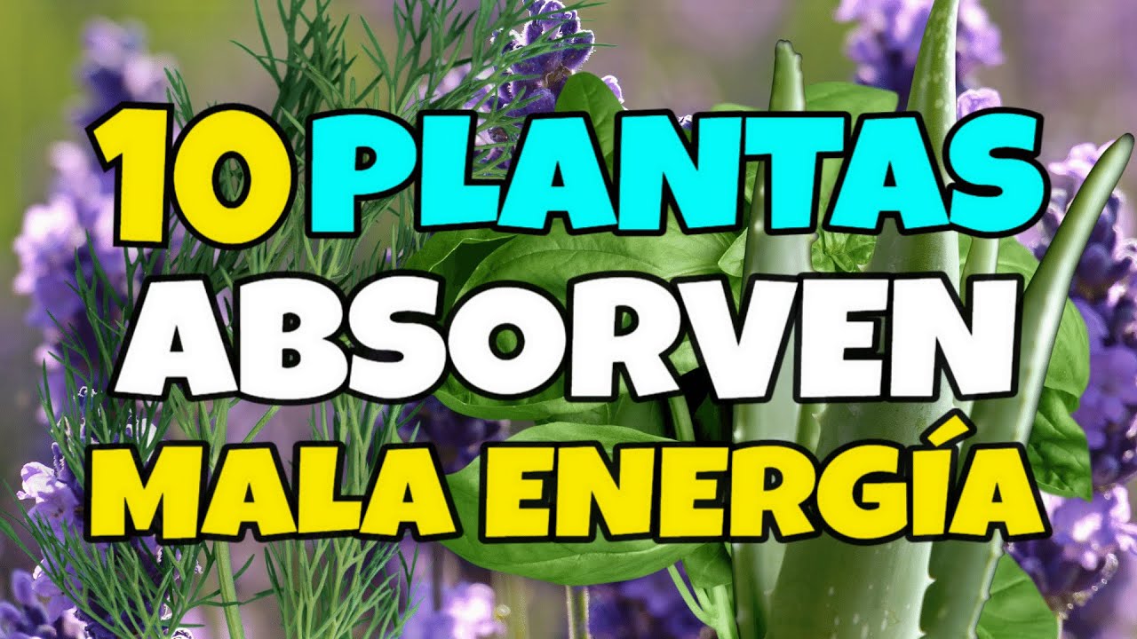 plantas para proteger la casa de todo mal