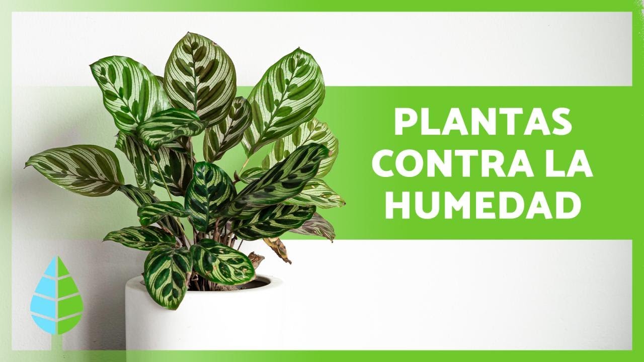 plantas que absorben humedad y no necesitan luz