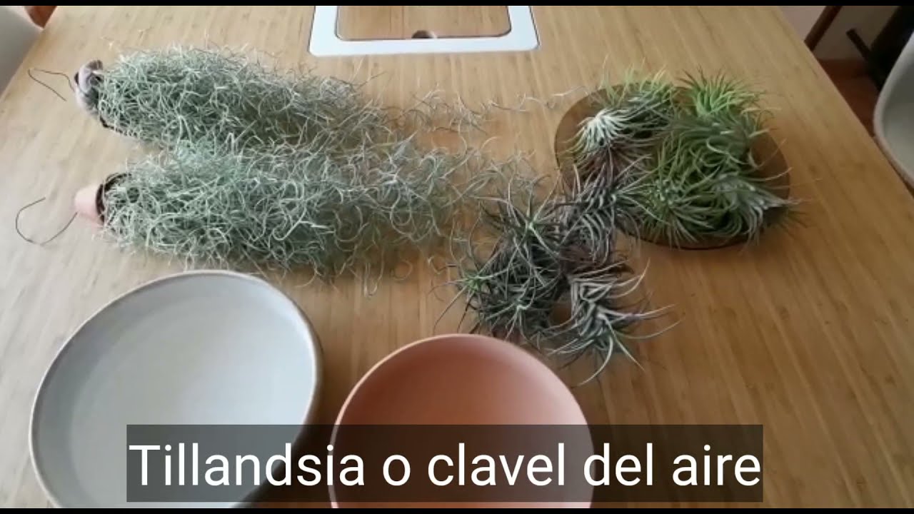 plantas que no necesitan agua ni tierra