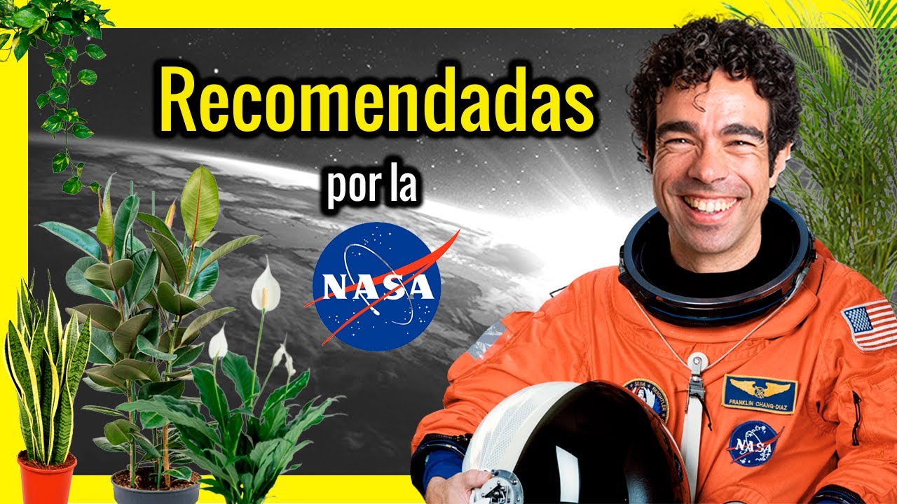 plantas que purifican el aire de tu casa