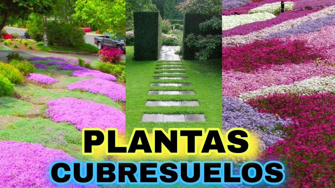 plantas tapizantes resistentes a la sequía