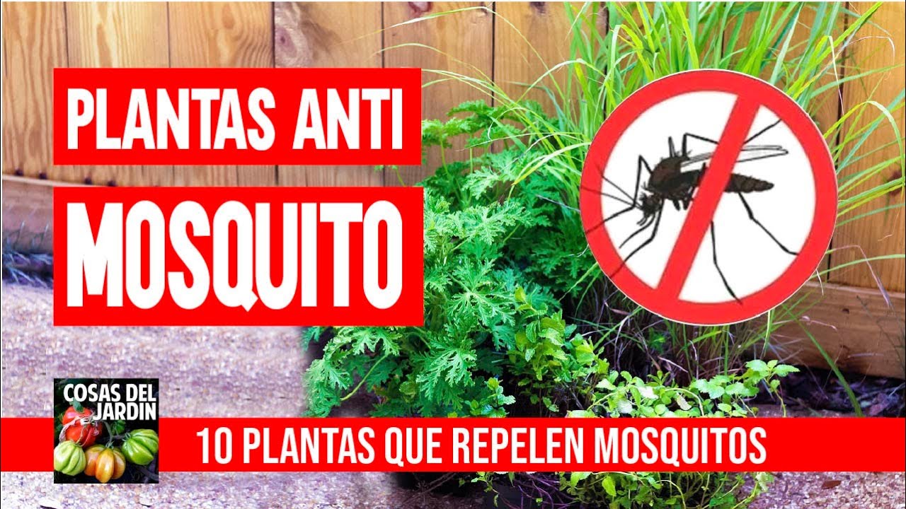 plantas trepadoras que no atraigan insectos