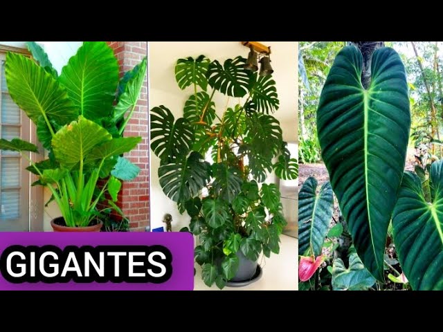 plantas tropicales exterior de hoja grande