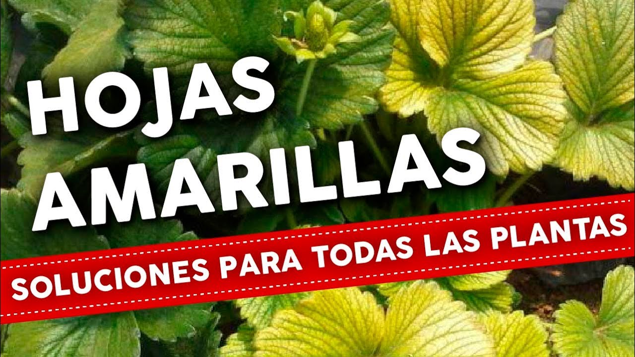 porque amarillean las hojas de las plantas
