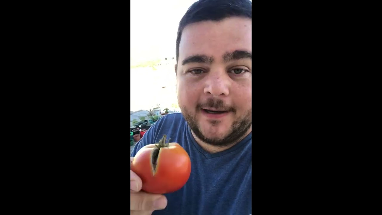porque se rajan los tomates en la planta