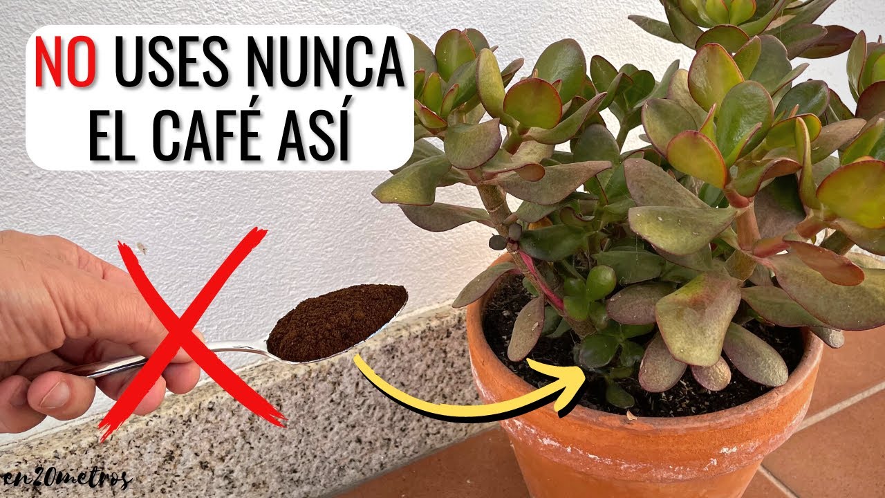posos de café para plantas de interior