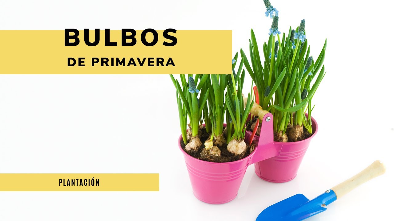 que bulbos se plantan en primavera