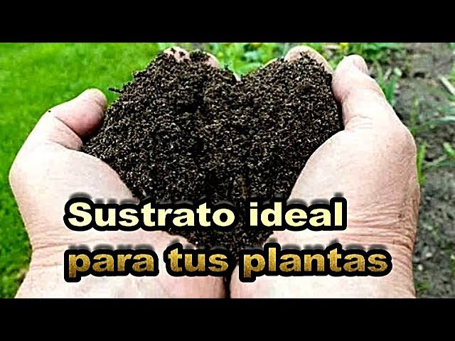 que es el sustrato para plantas