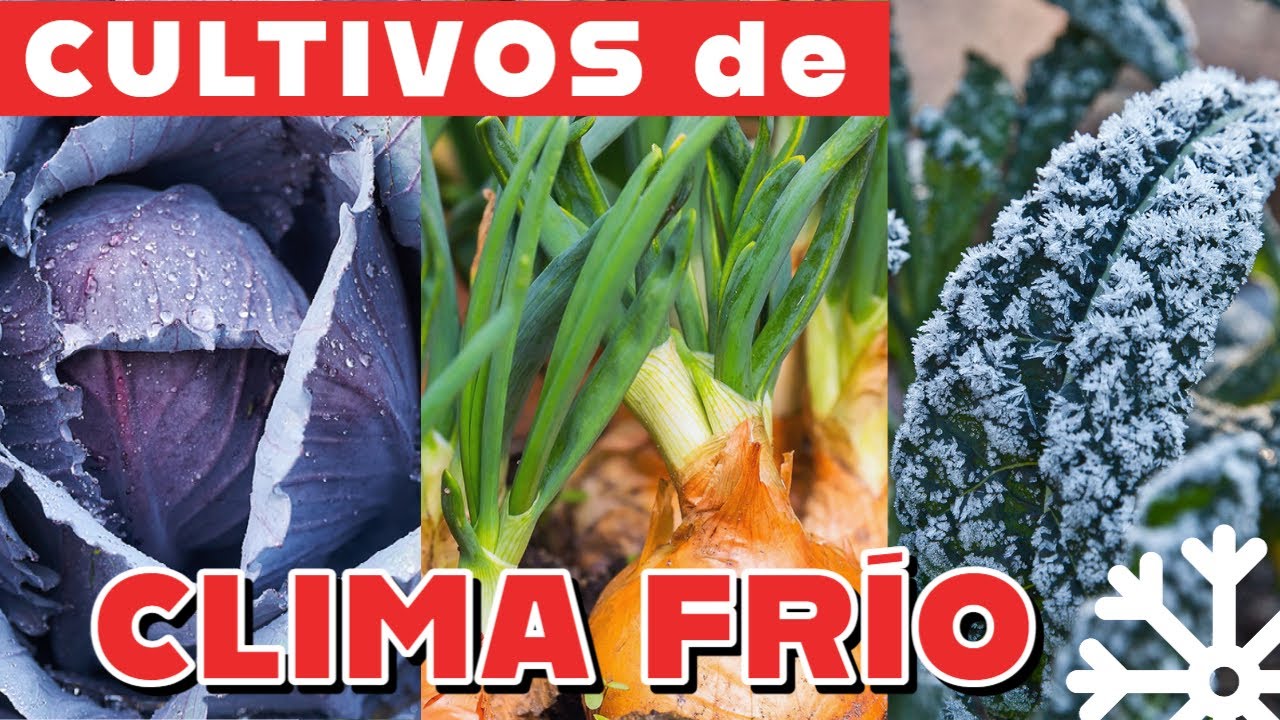 que hortalizas se plantan en otoño