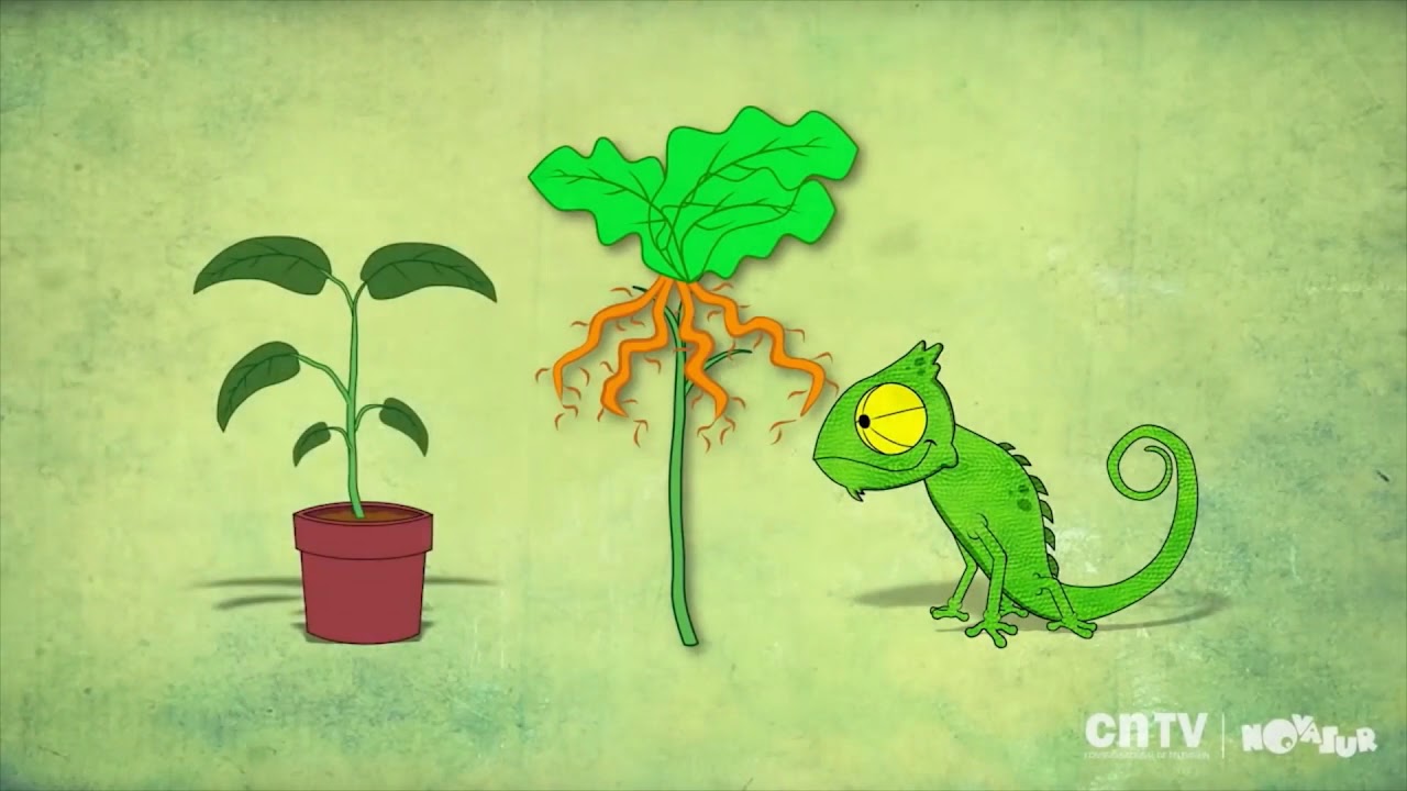 que necesita la planta para vivir