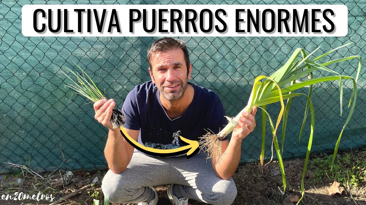 que plantar al lado de los puerros