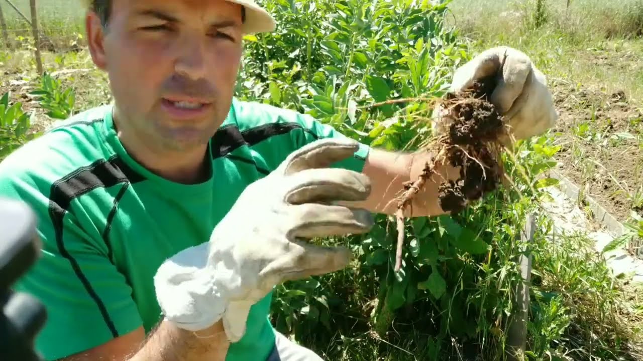 que plantar después de las habas