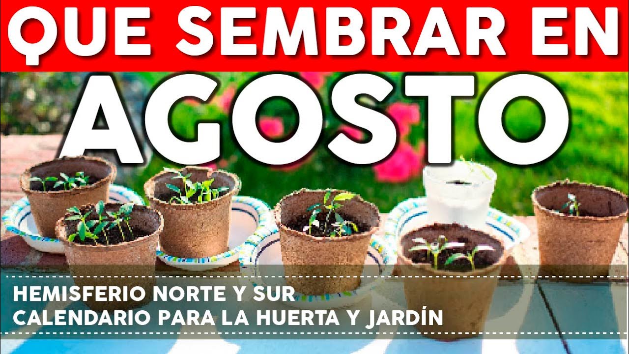 que plantar en agosto en macetas