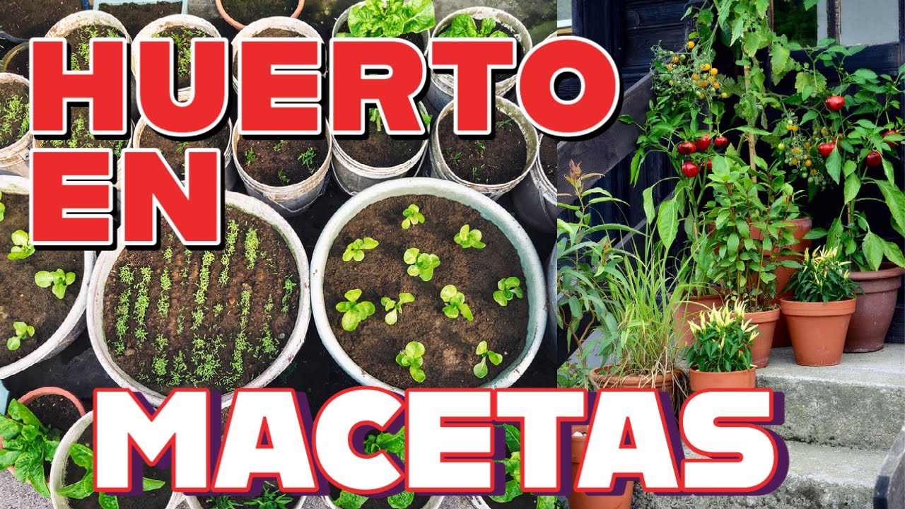 que plantar en casa en macetas