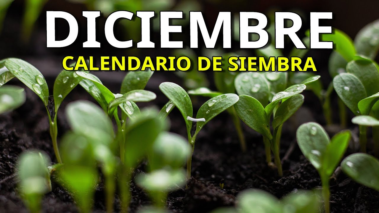 que plantar en diciembre en galicia