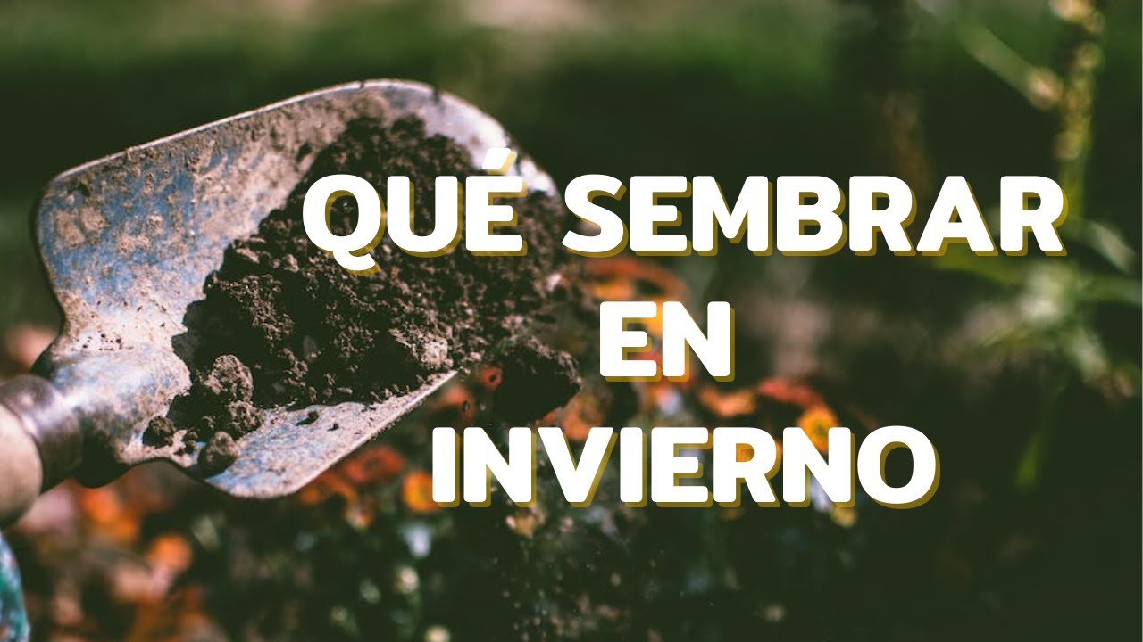 que plantar en invierno en macetas