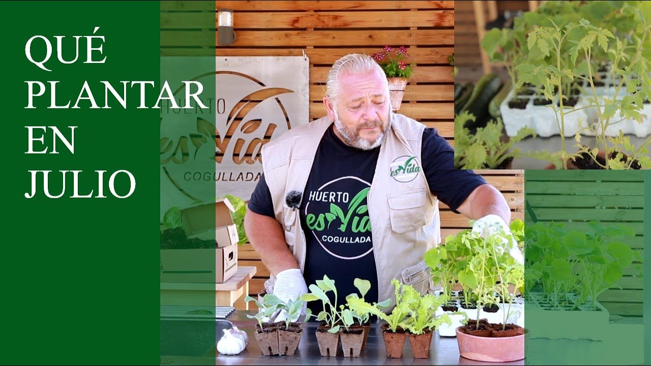 que plantar en julio huerto urbano