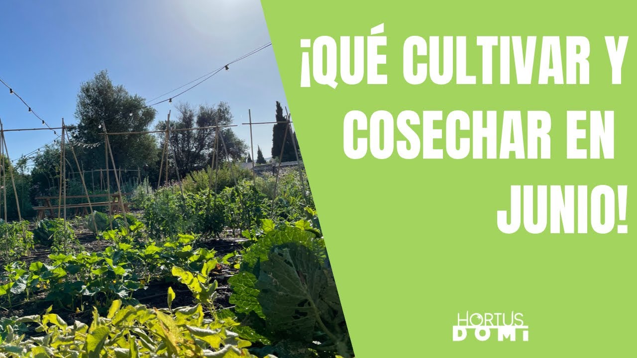 que plantar en junio en el huerto