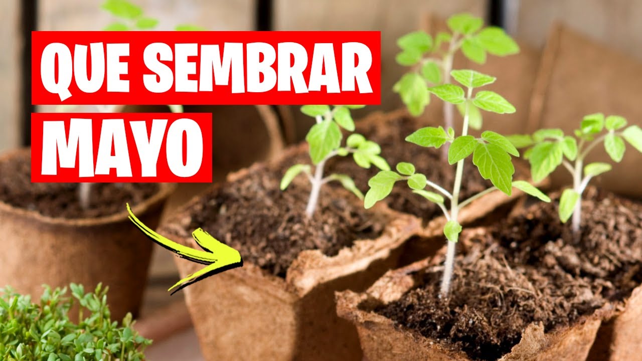 que plantar en mayo en galicia