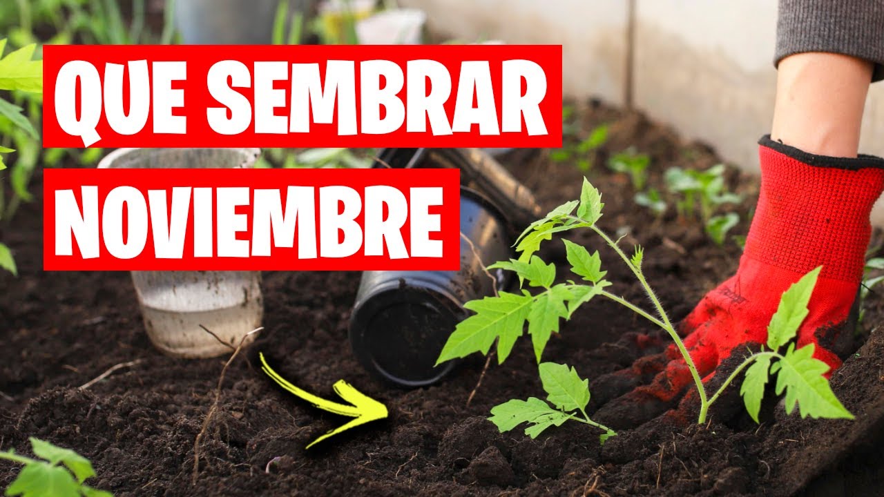 que plantar en noviembre en valencia