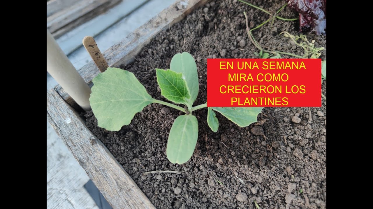que plantar junto a los calabacines