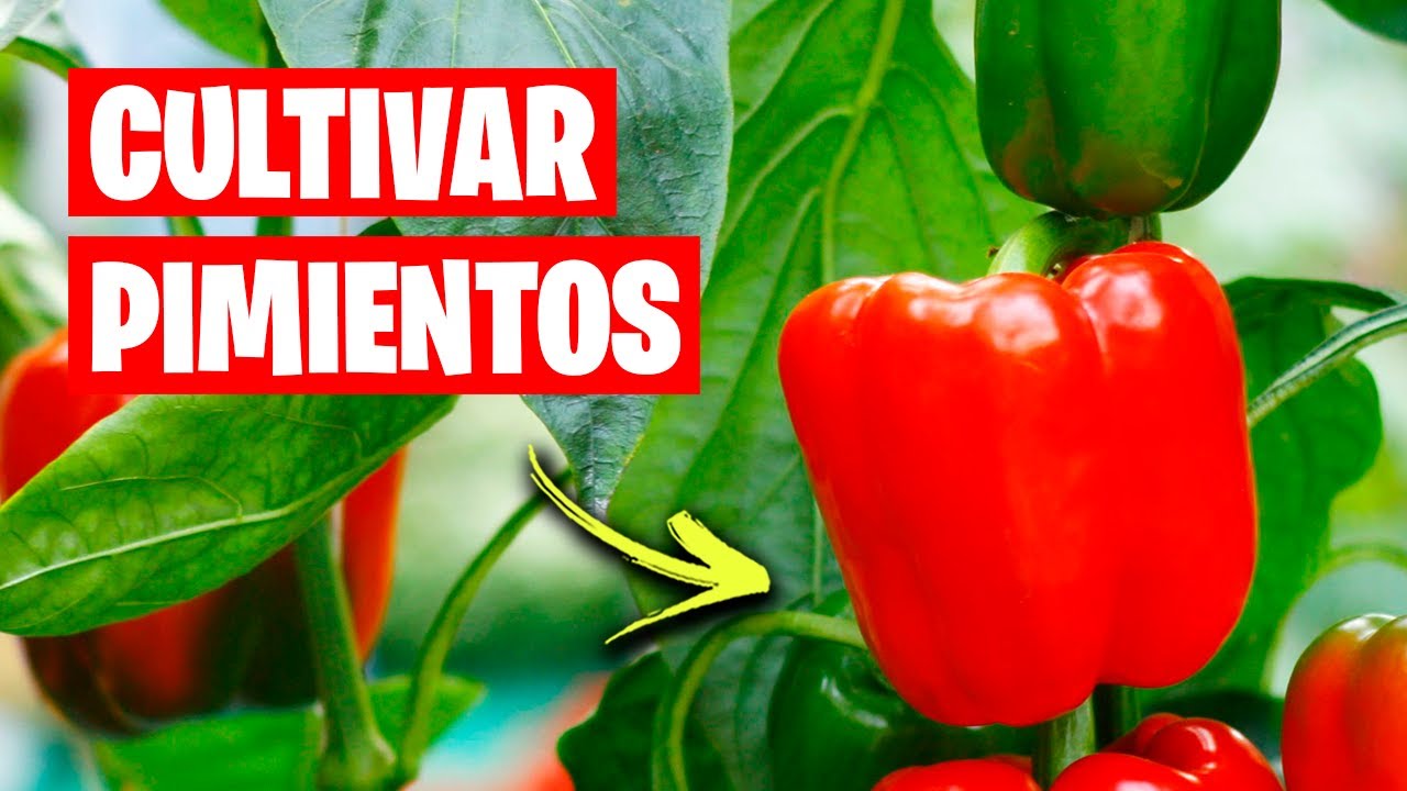que plantar junto a los pimientos