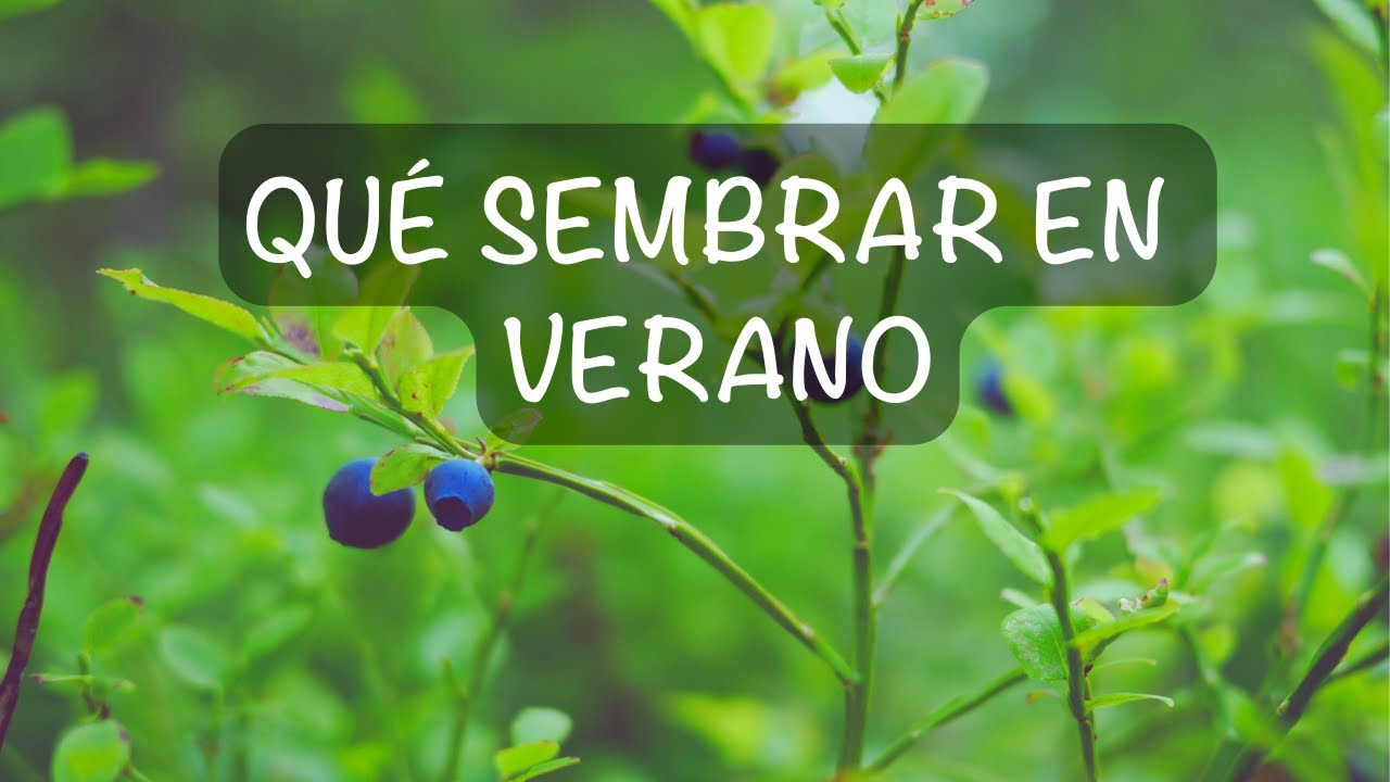 que se puede plantar en verano
