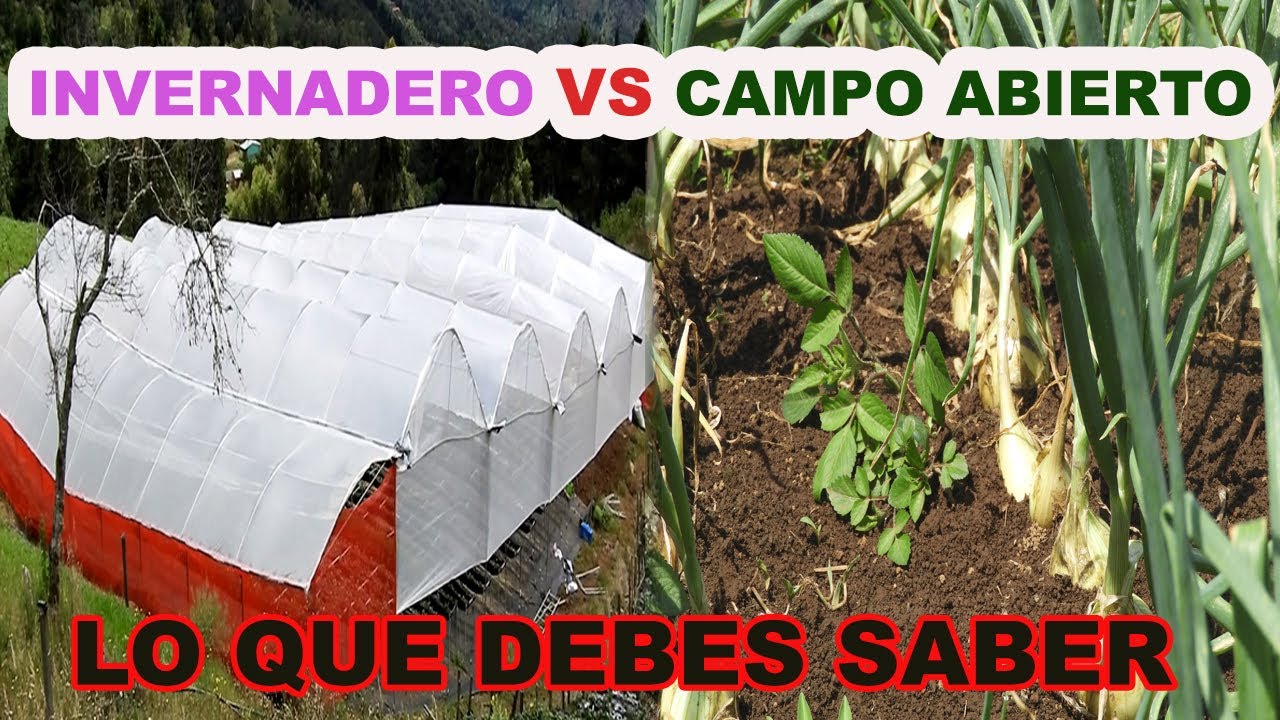 que se puede sembrar en un invernadero casero