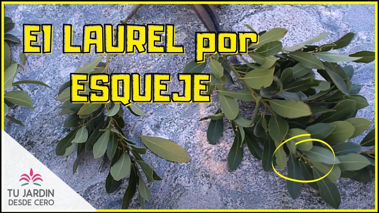 quien planta un laurel no lo ve crecer