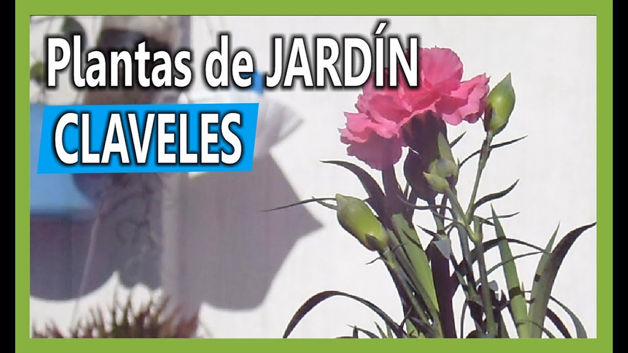 se puede plantar un clavel cortado