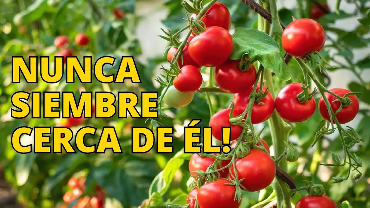 se pueden plantar tomates y pimientos juntos