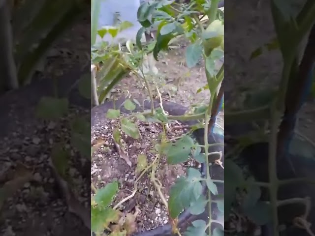 sembrar plantas y obtener fruto de ellas