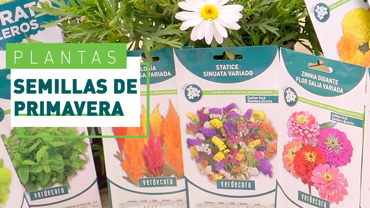 semillas de flores al por mayor