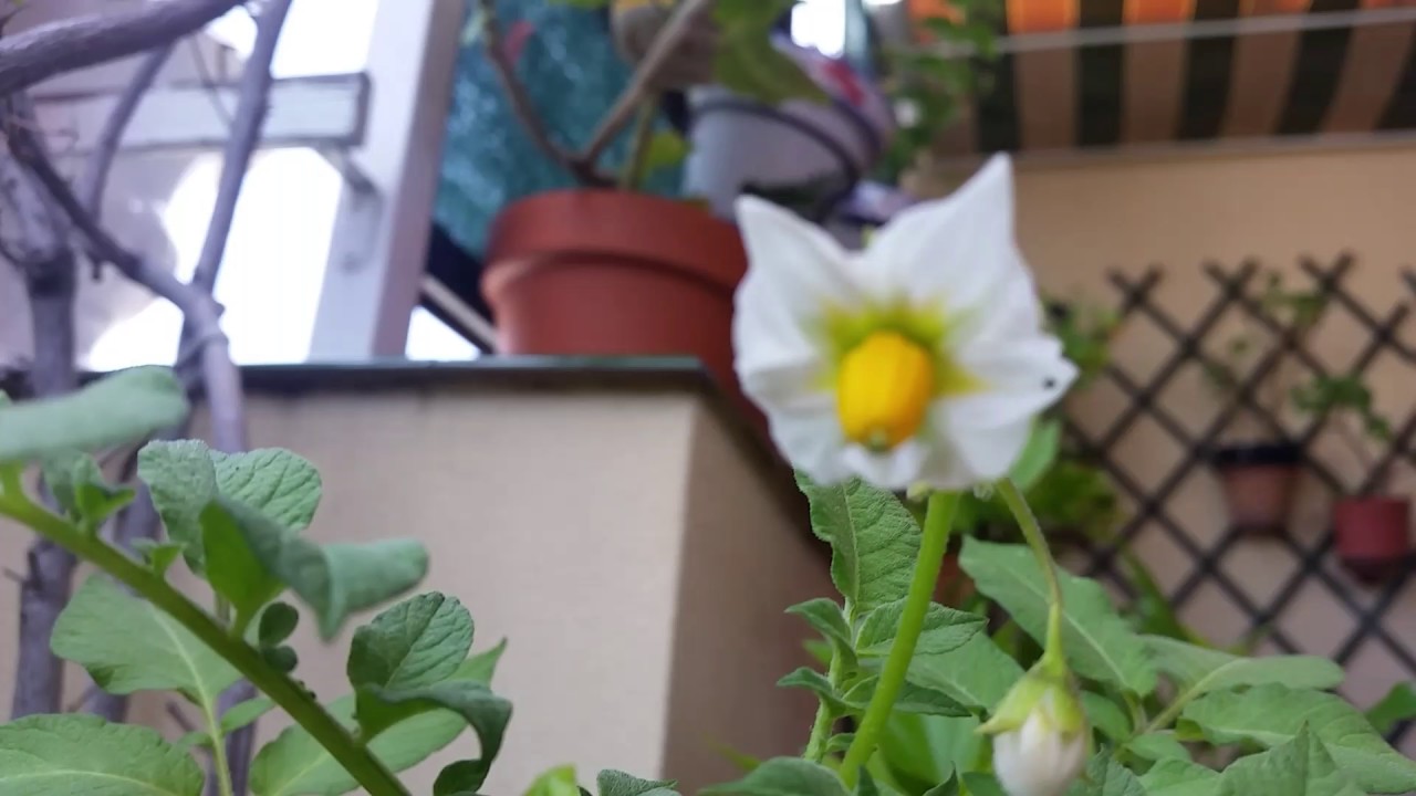 semillas de la flor de la patata