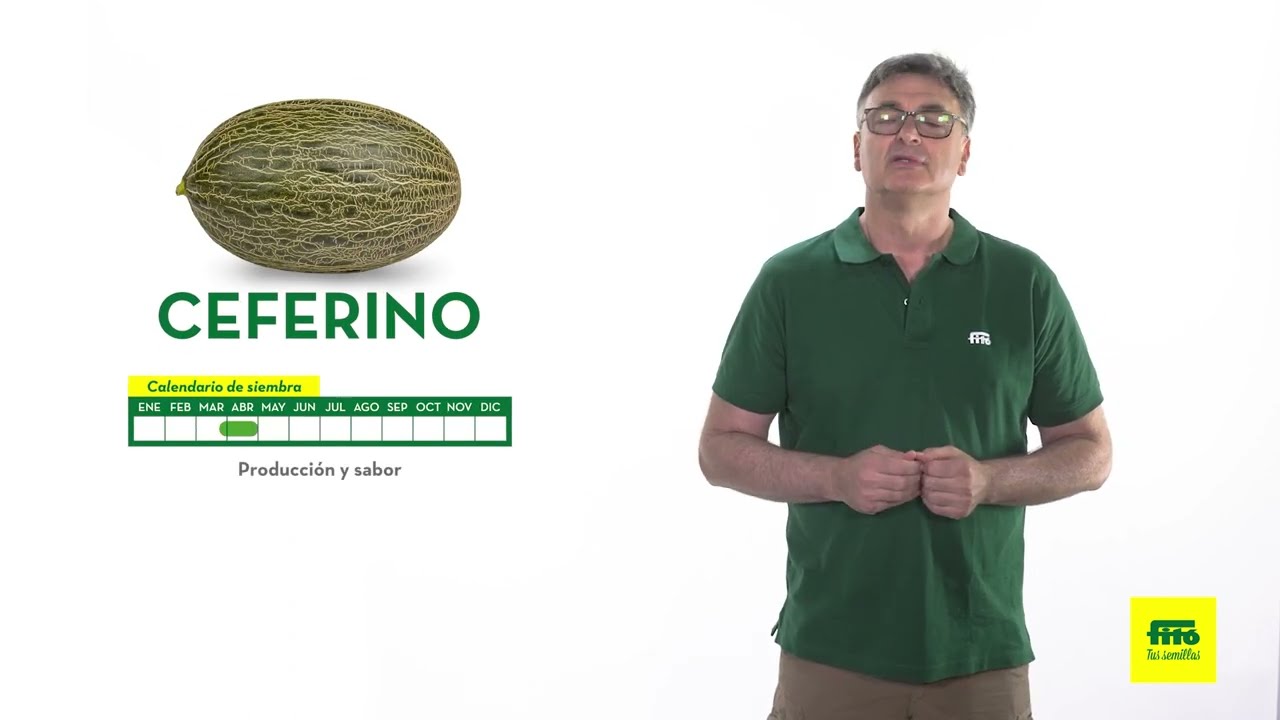 semillas de melon piel de sapo