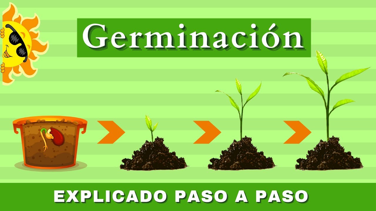 semillas que germinan rápido para niños