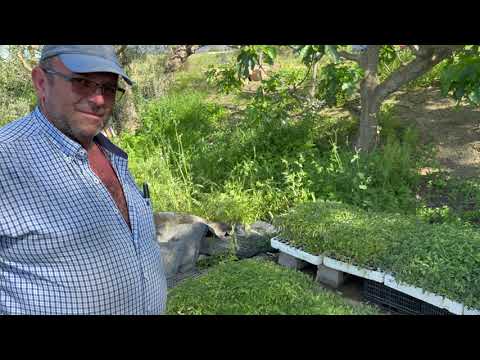 semillas tomate huevo de toro amazon