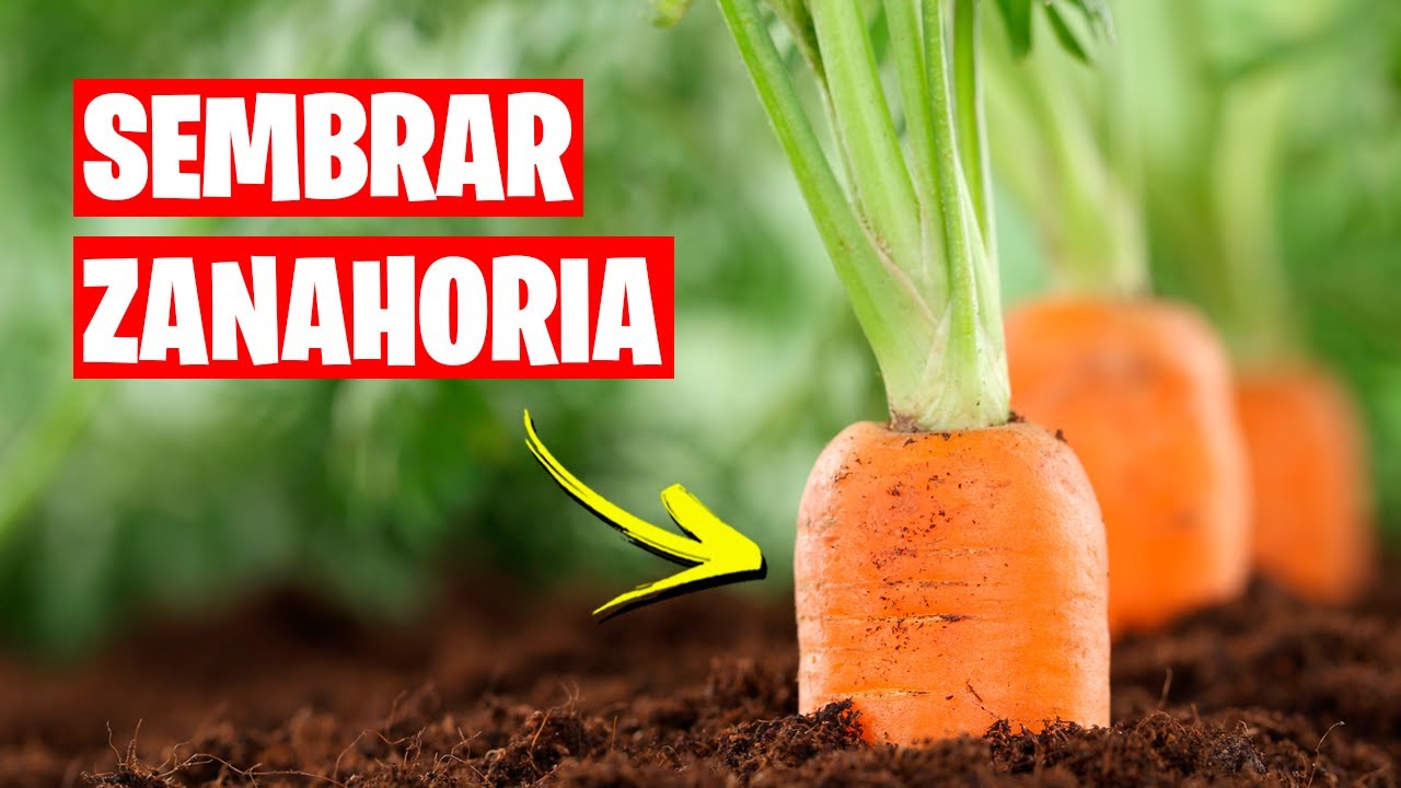 siembra de zanahorias en el huerto