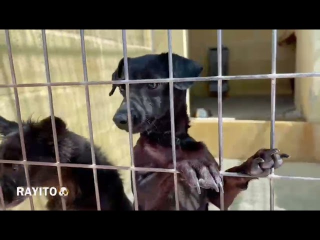 sociedad protectora de animales y plantas málaga