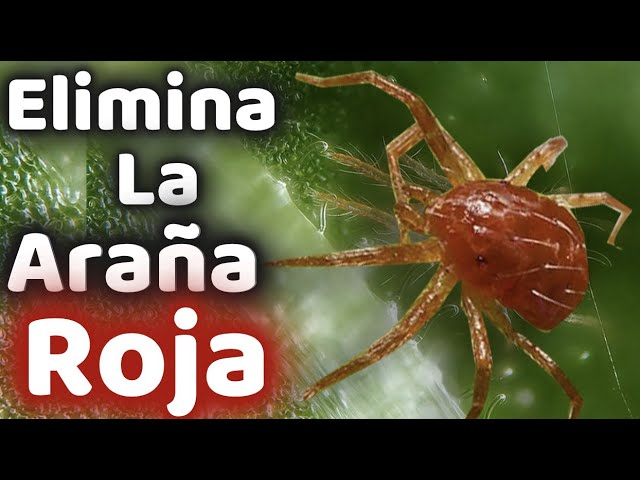 tela de araña en las plantas