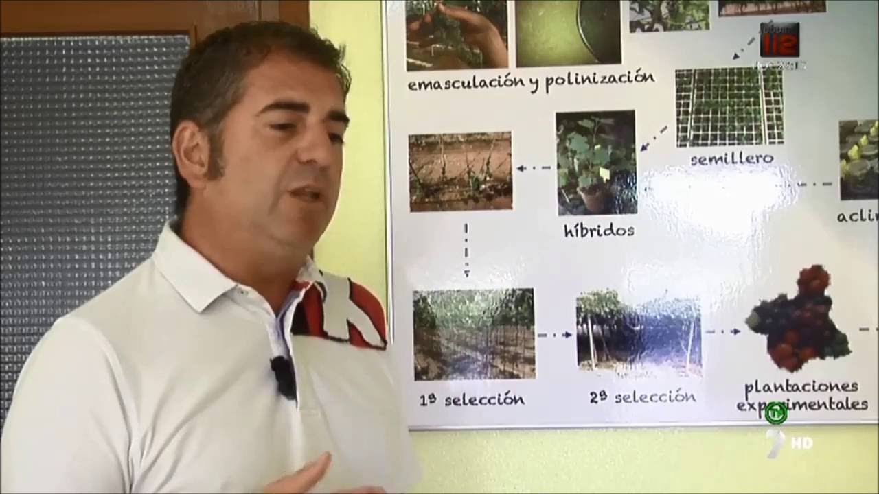 variedades de uva de mesa sin semilla