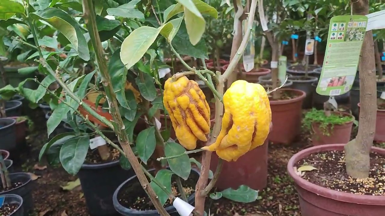 viveros para comprar plantas en valencia