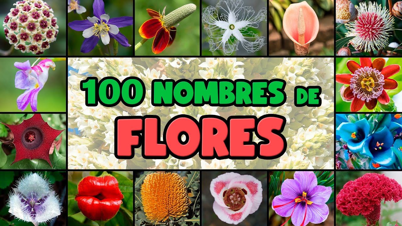100 nombres de flores en español